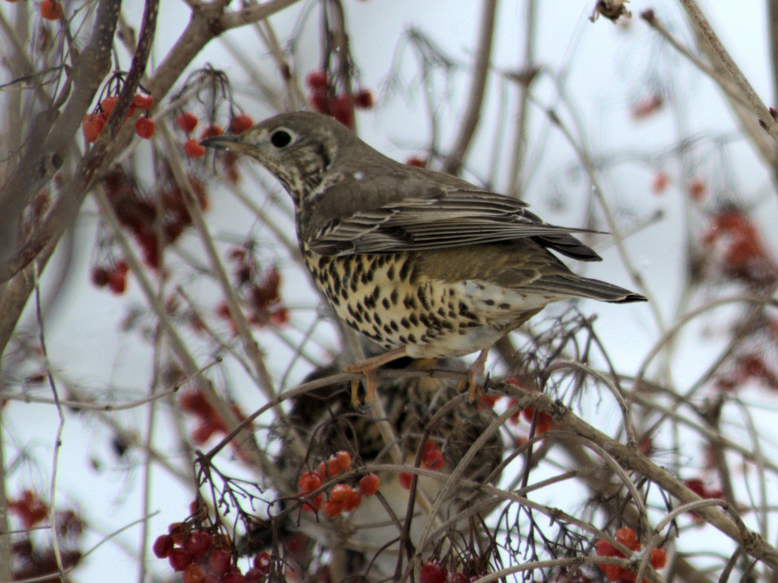 Thrush, Mistle | Spotted Woodpecker
